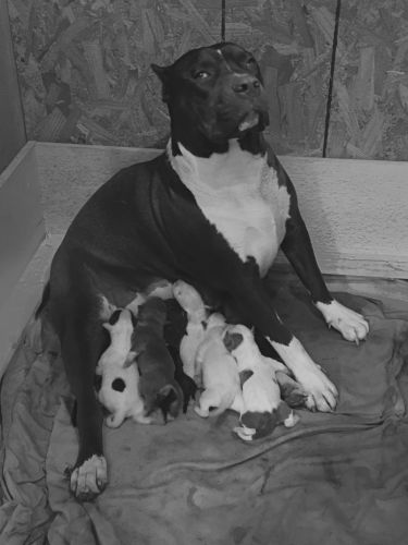 Pitbull puppies block heads