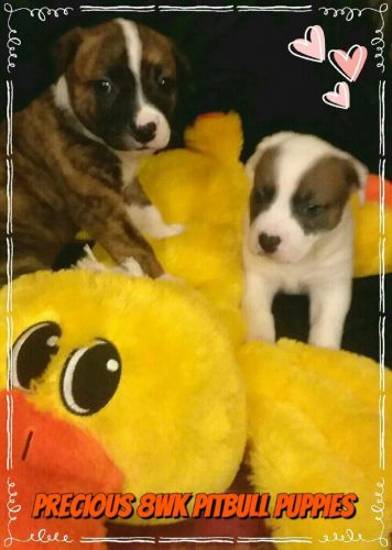 Precious 8wk Purebred Pitbull Puppies