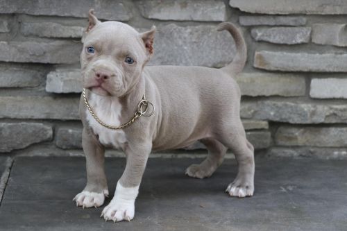 Cute American Pit Bull Terrier Puppies