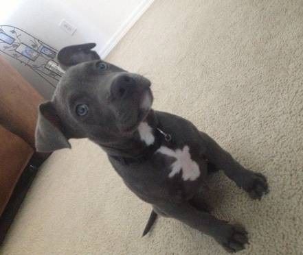 Pure Breed Pedigree Pitbull Puppies