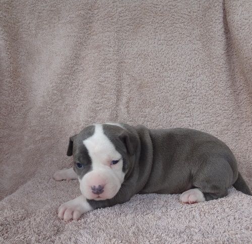 Gorgeous AKC American Pit Bull Terrier puppies