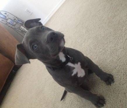 American pitbull terrier ***