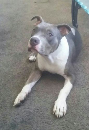 American Staffordshire Pitbull Terrier