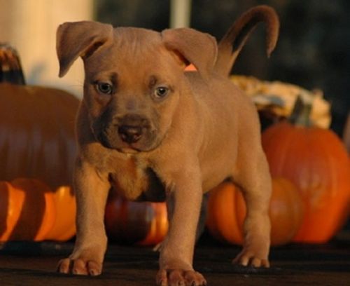 American Pit Bull Terrier Puppies for sale in Los Angeles, CA, USA. price: $400
