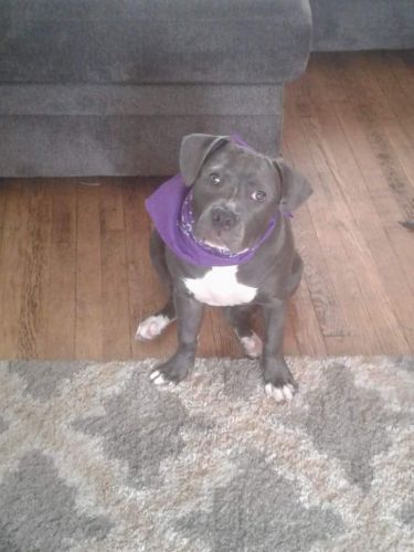 Blue nose pitbull
