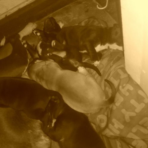 Pittbull puppies for sale realy nice ready too go