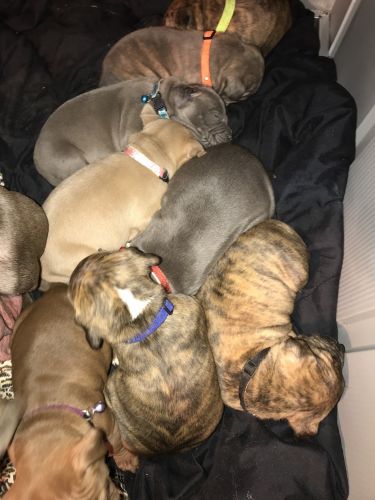 Pitbull puppies