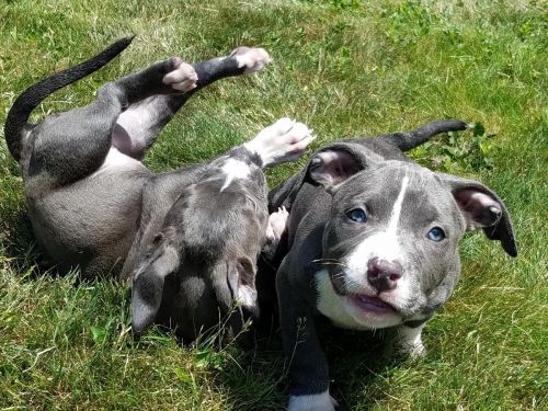 ukc pr american pit bull terriers
