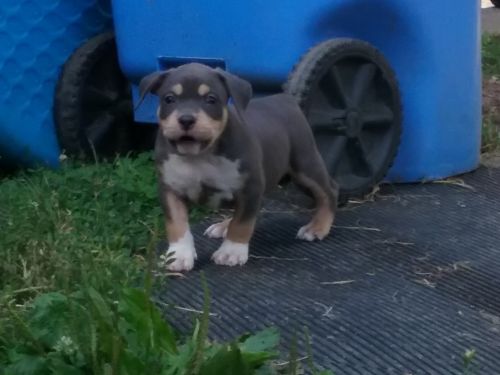 8 week old bully pups ukc papers ***