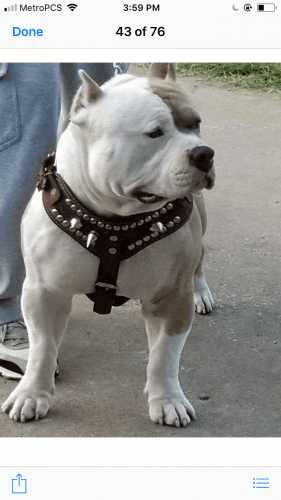 For sale xl extreme pit bulls pets only