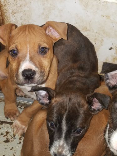 Sweet Pit Bull puppies