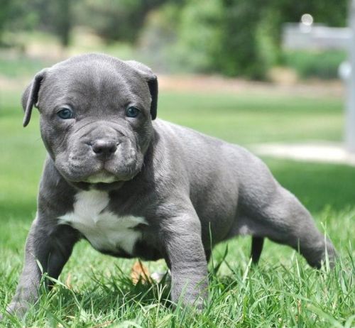American Pit Bull Terrier Puppies