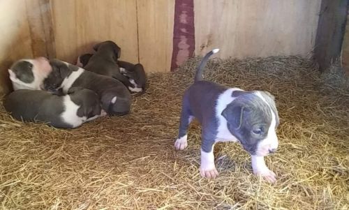Pit bull puppies