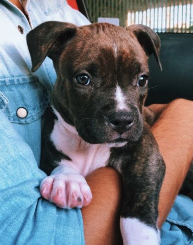 Pitbull Puppy