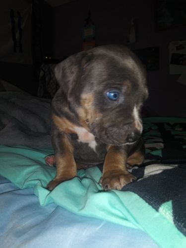 American blue pit pups