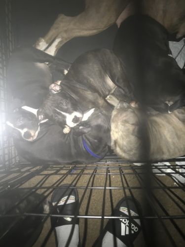 Puppies for sale. For the low