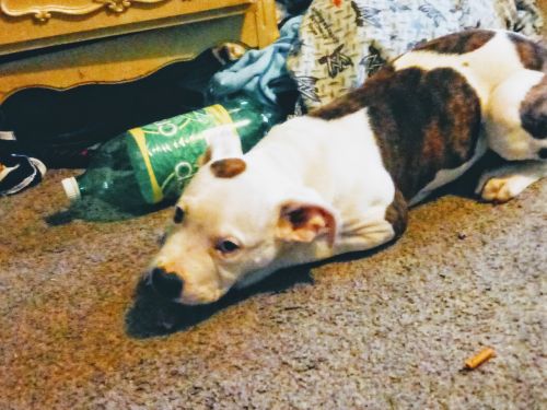 Pitbull puppy 4months