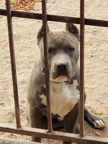 Grey Pitbull for sale