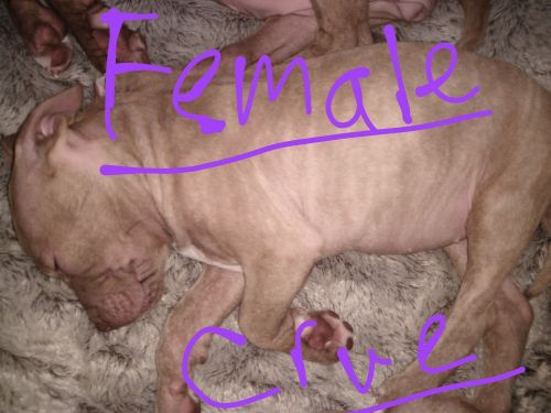 Pitbull Chihuahua Mix Puppy