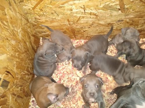 Blue nose pit puppies
