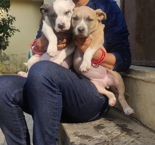 American Pitbull Terrier Puppies
