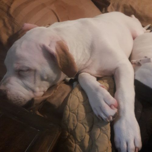 4 months old Pit bull