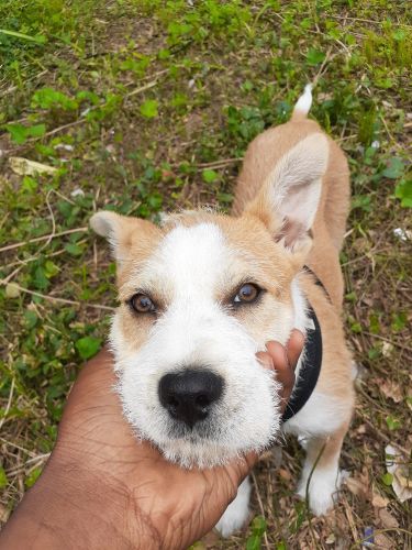 Looking for new home