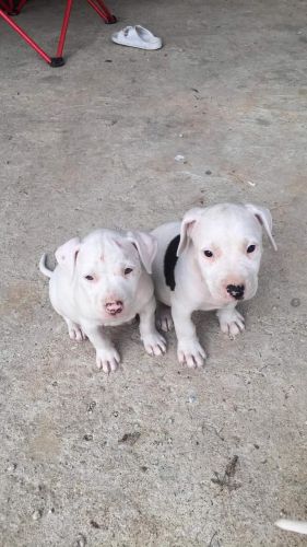 American pitbull terrier puppy looking to be loved and treated good