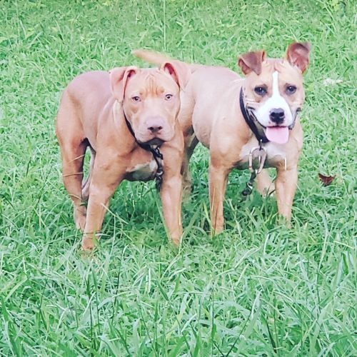 9 month old Stud Pup for sale