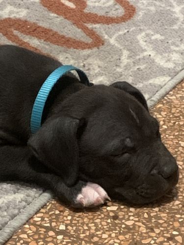 American pitbull terrier