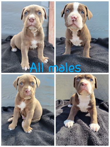 Apbt and bully mix puppies for sale!!