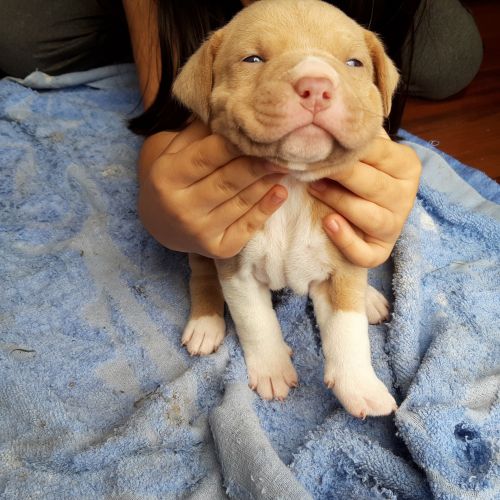 Adorable and loyal friend