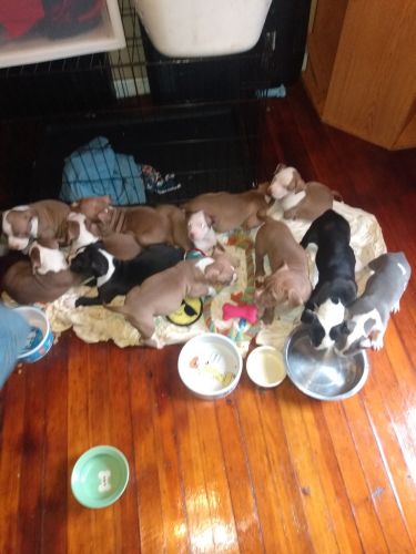 8wk American Pitbull Terrier pups