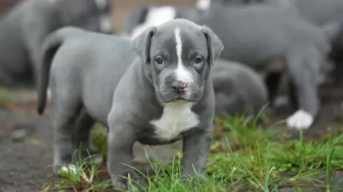 american pit bull terrier puppies - health problems