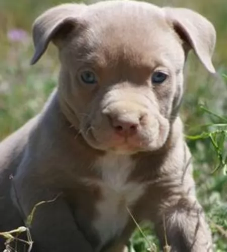 american pit bull terrier puppy - description
