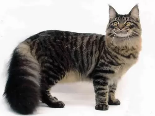 american polydactyl cat - characteristics