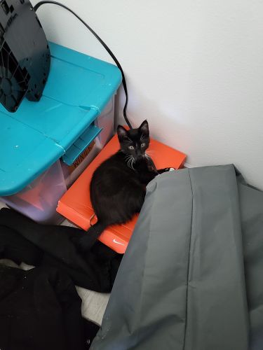 2 month old American Shorthair for sale