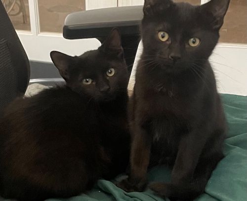 Sweet black kitty needs rehoming