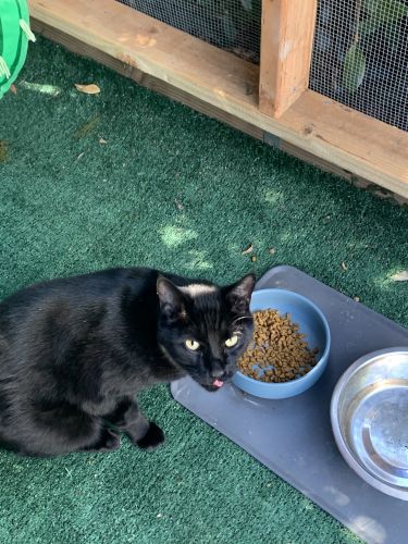 Adorable Loving Cuddling Cat