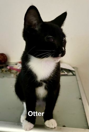 Wonderful rescues need loving Home