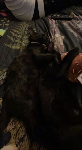 2 kittens for adoption