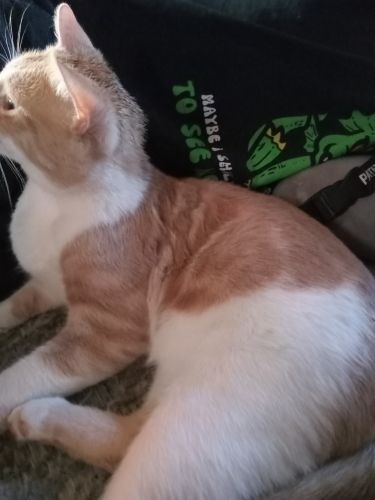 RARE CREAM COLOR MALE