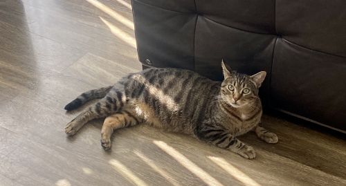 Best Behaved Cat Needs a Home