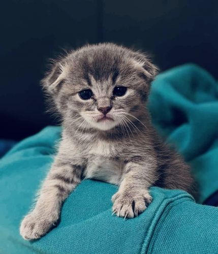 American Shorthair Cats for sale in Brooklyn, NY, USA. price: $800