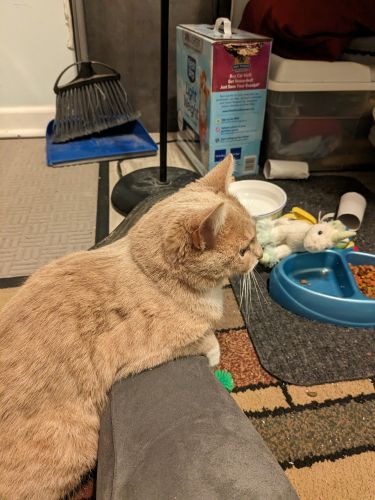 Beautiful young adult female cat