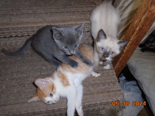 Kitties for adoption