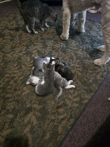 4 FREE very cute kittens