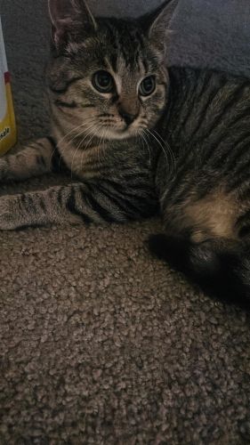 6 month old kitty named oreo