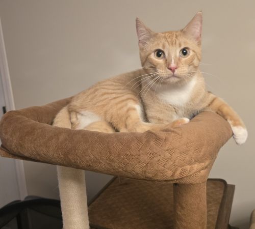 American Shorthair Cats for sale in Londonderry, NH, USA. price: $350