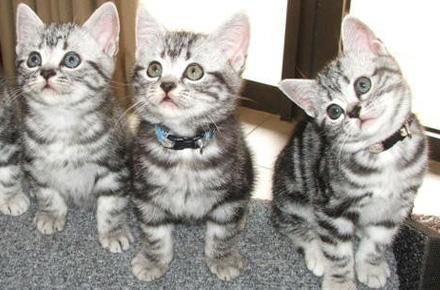 american short hair kittens for sale